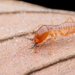 Are Termites in Merriam, KS Active All Year?