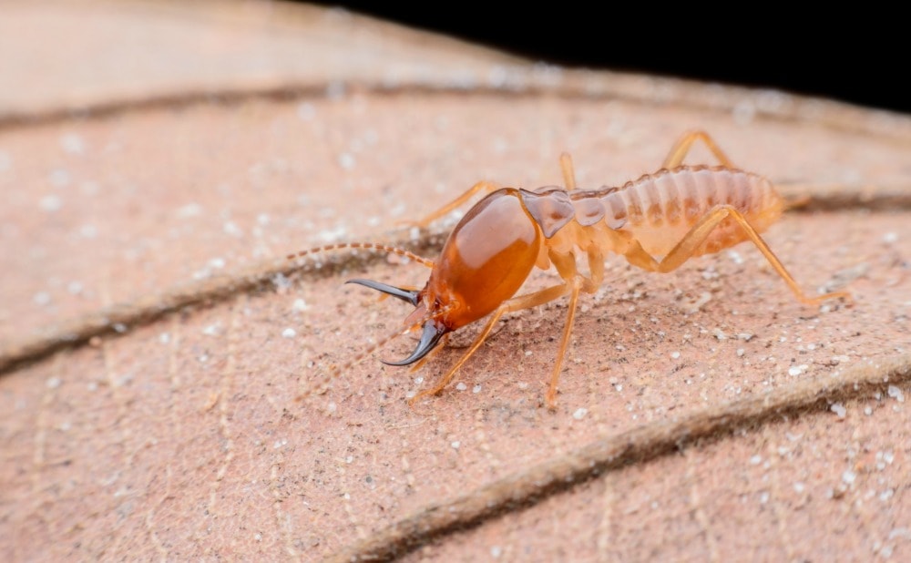 Are Termites in Merriam, KS Active All Year?